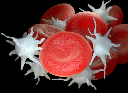 Interpreting Novel Platelet Indices in Veterinary Practice