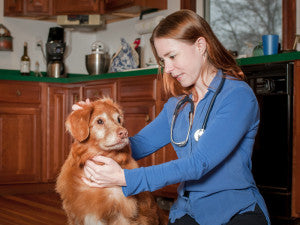 Autumn Checklists for Vet Techs: Key Diagnostics to Prioritize This Fall
