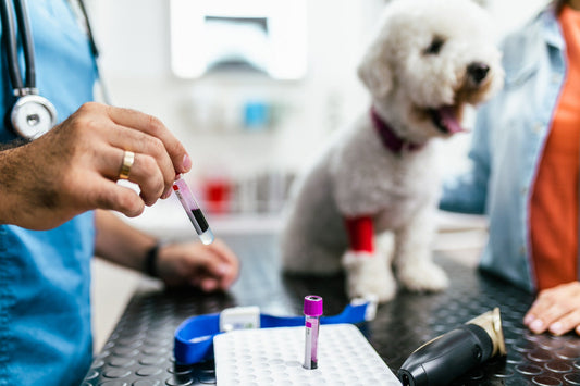 Interpreting Intrasample Test Result Variance in Veterinary Practice