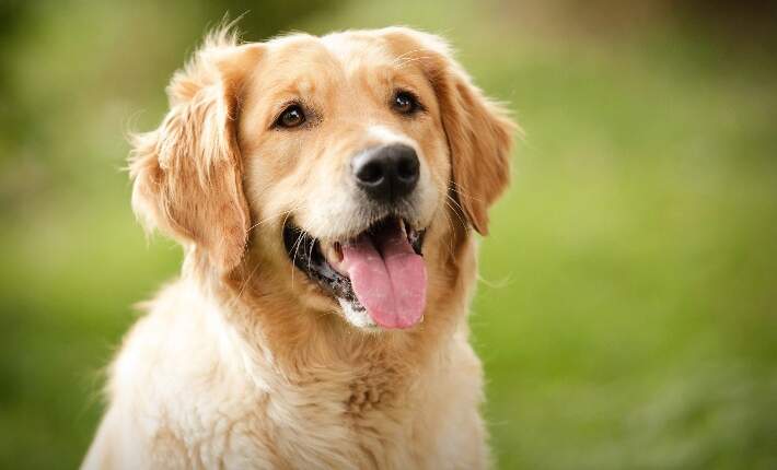 Understanding Primary Hyperlipidemia in Dogs