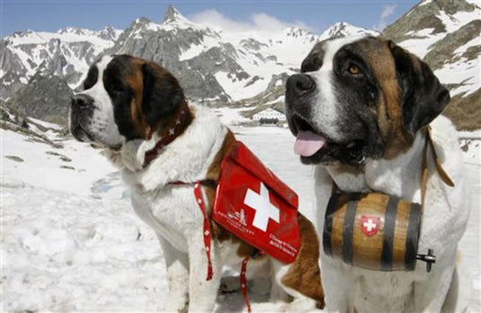 Working Dogs and Exertional Rhabdomyolysis