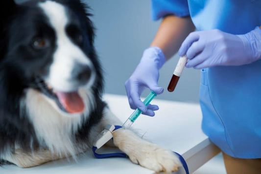 Understanding Lipemic Blood Samples in Cats and Dogs