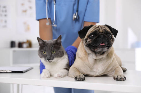 6 Common Conditions Associated with Icteric Blood Samples in Cats and Dogs