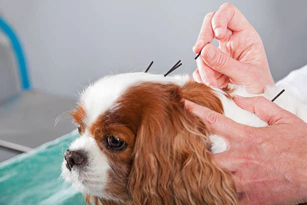 Whole Health this Fall: Integrating Holistic Care with Modern Veterinary Diagnostics