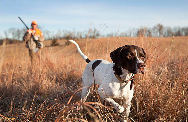Preparing your Working Dogs for Hunting Seasons
