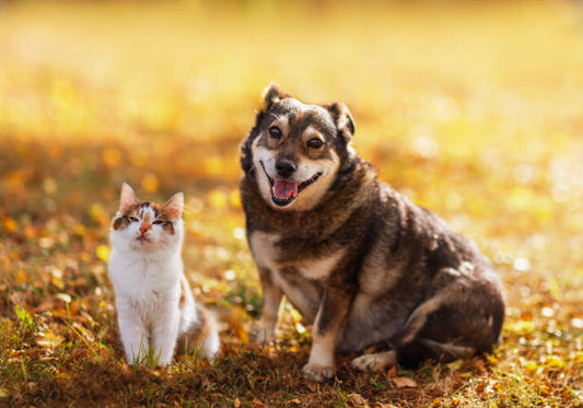 Tricks, Treats & Tox Panels: Preparing for Fall Toxicology Cases