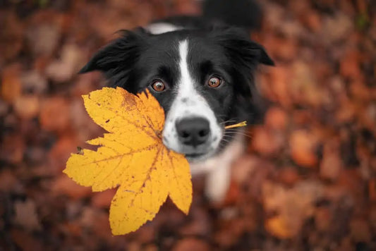 The Fall Fecal Push: Why Parasite Testing Matters Beyond Summer