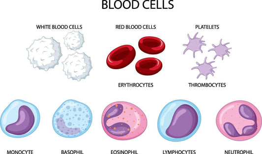 The Importance of Complete Blood Count (CBC)