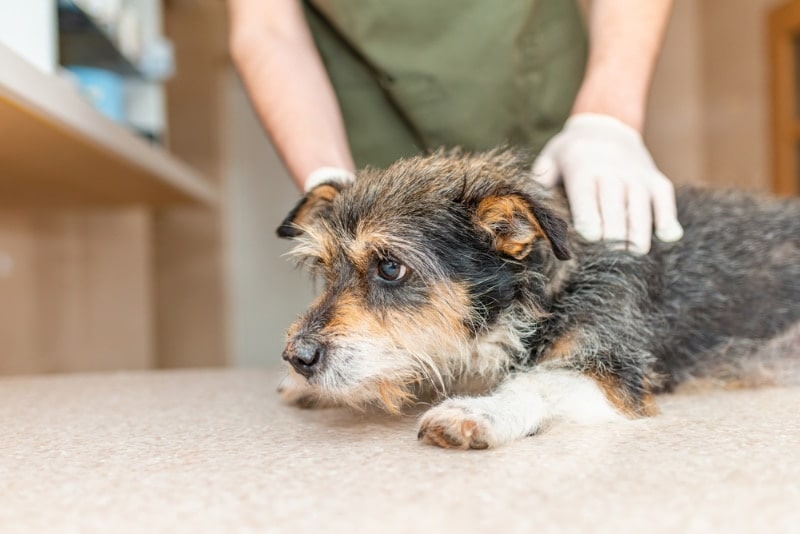 Zoonotic Disease Watch: What Vets Need to Know This Fall