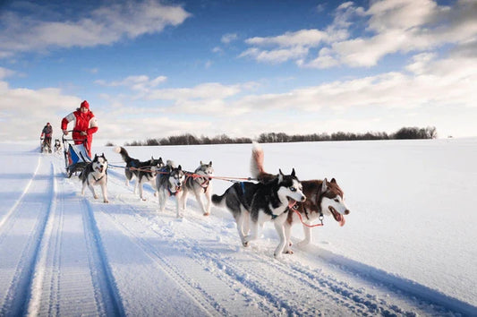 Working Class Dog Breeds