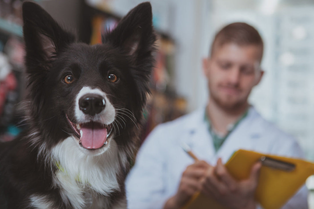 Final Check-up with your Veterinarian before Hunting Season