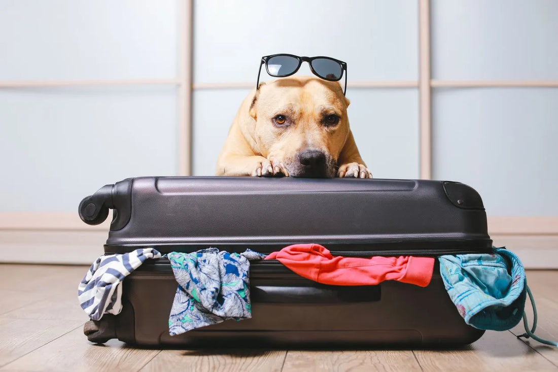 Home Away From Home: Preparing Pets for Holiday Boarding and Vet Visits