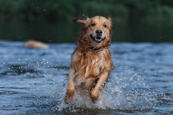Before you and your Dog Enter the Water!