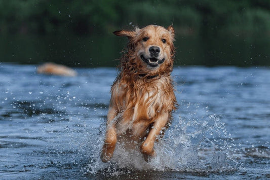 Before you and your Dog Enter the Water!
