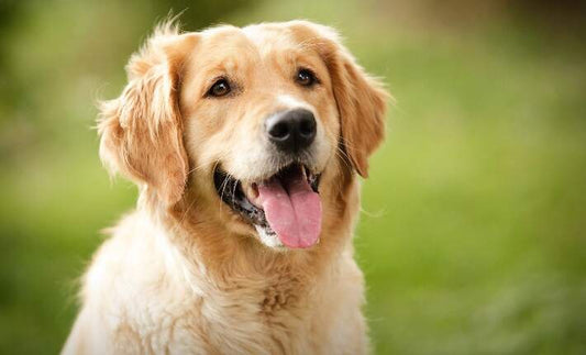 Understanding Primary Hyperlipidemia in Dogs