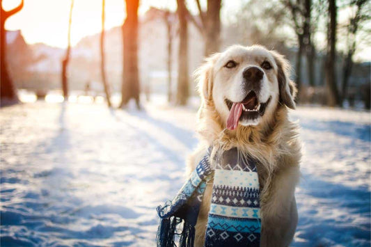 Cold Weather Pet Care: Your Essential Winter Prep Checklist