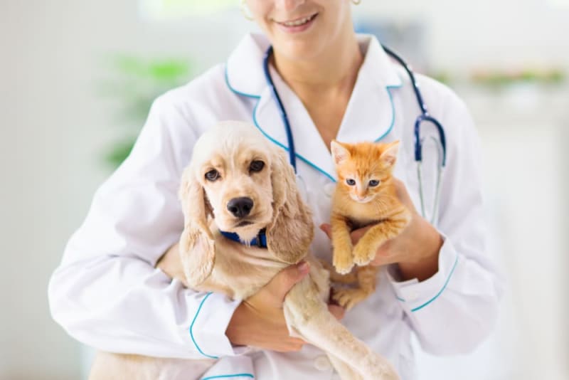 Pet Health Conditions that Warrant Lab Work