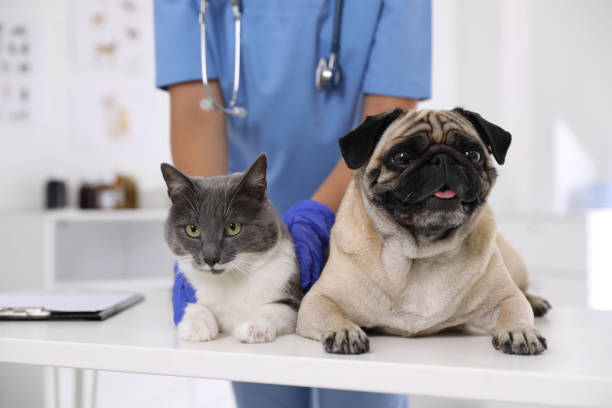 6 Common Conditions Associated with Icteric Blood Samples in Cats and Dogs