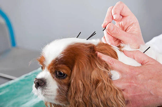 Whole Health this Fall: Integrating Holistic Care with Modern Veterinary Diagnostics