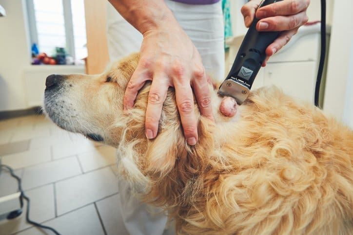 Shining a Light on Pet Cancer: Diagnostics That Make a Difference