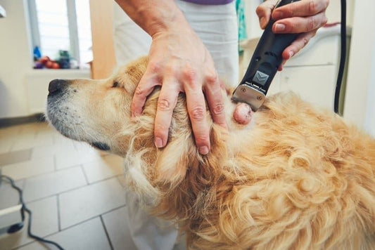 Shining a Light on Pet Cancer: Diagnostics That Make a Difference
