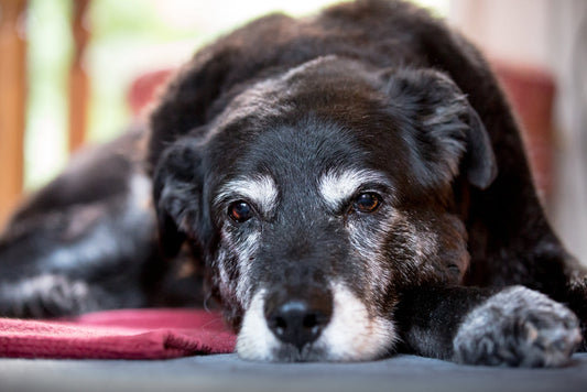 Aging Gracefully: Essential Diagnostics for Senior Pet Wellness