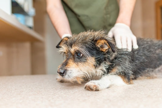 Zoonotic Disease Watch: What Vets Need to Know This Fall